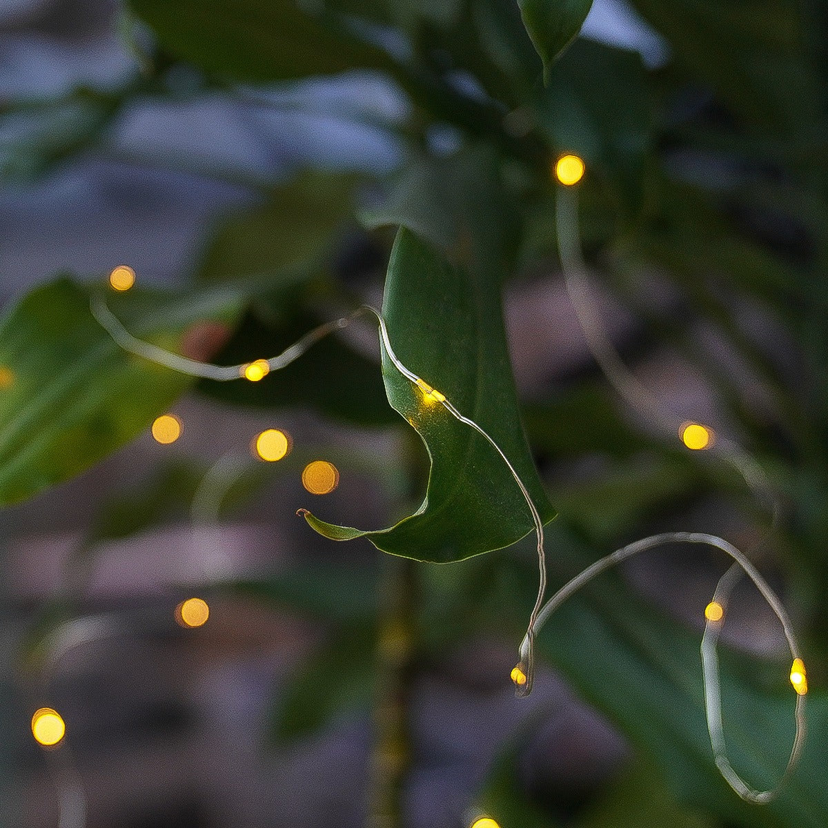 50 LED Battery Micro Outdoor Wire Lights 5m