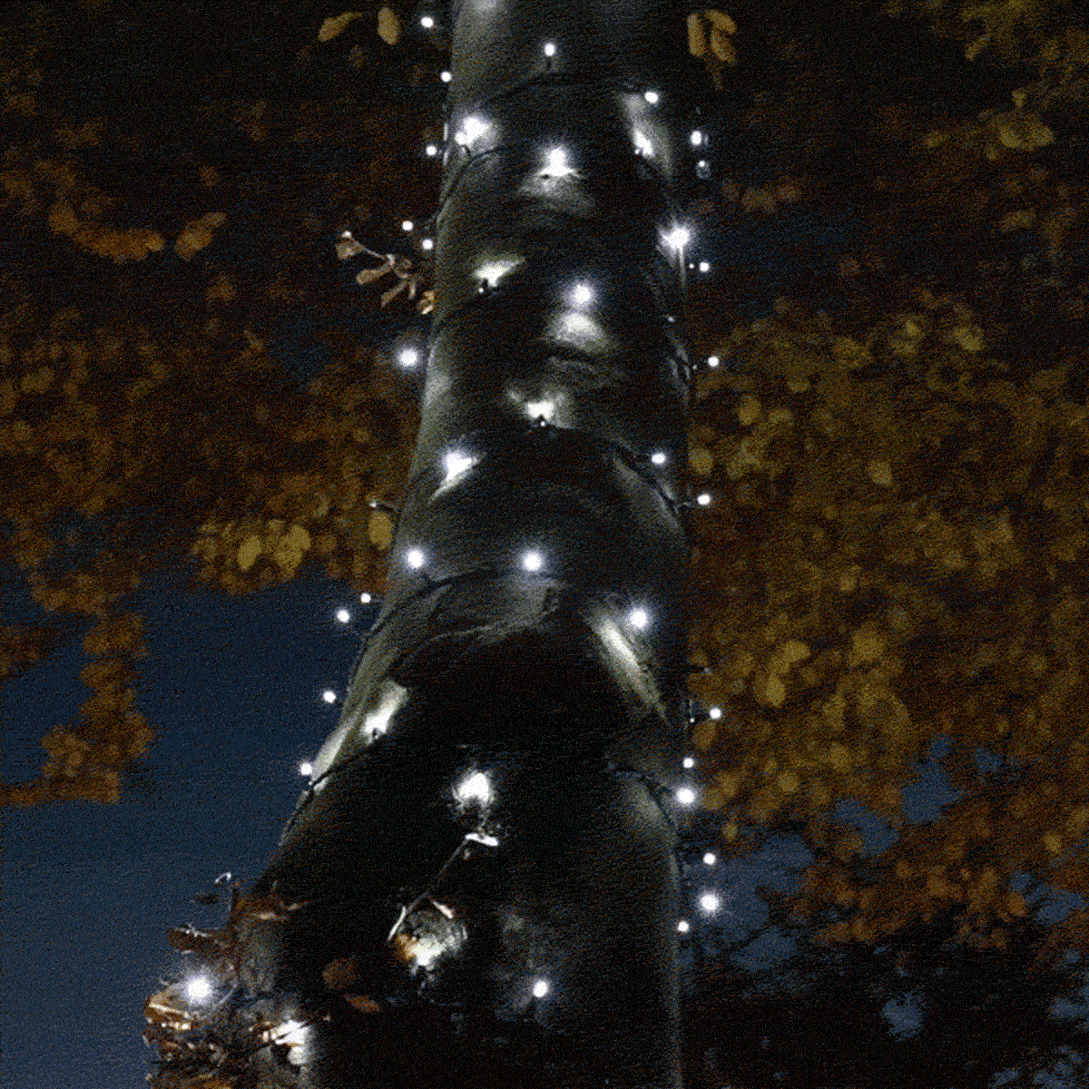 Connectable Flash Bulb String Lights on Black Rubber Cable