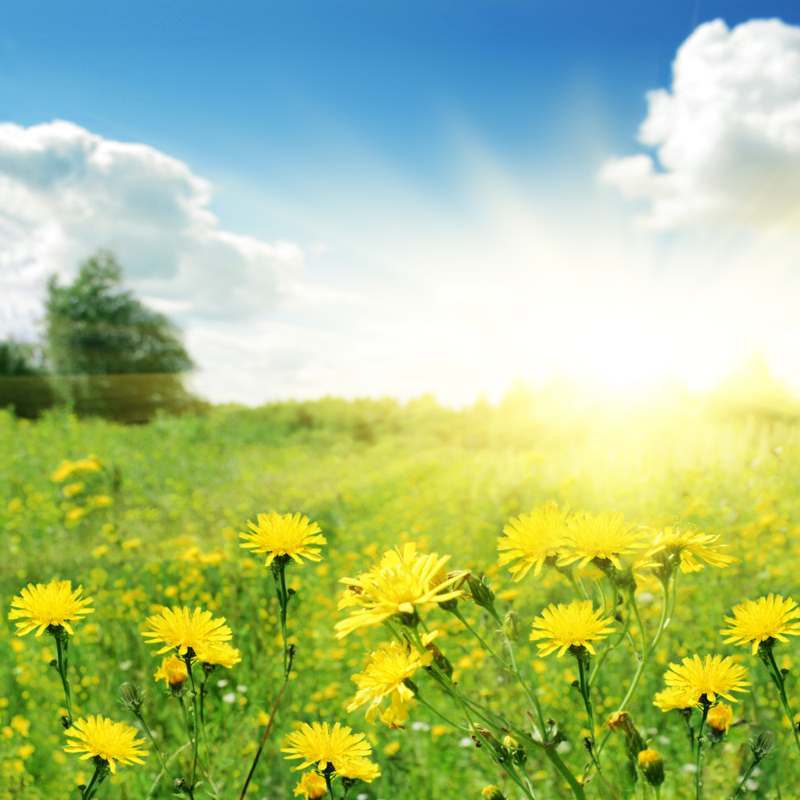 How to clean solar light panels