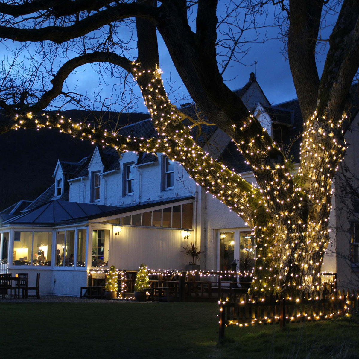 Lights on Outdoor Tree