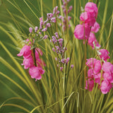 Online Garden Centre Faux Bouquet - Pink Belles, 55cm
