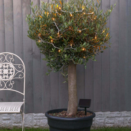 ConnectGo® Outdoor Fairy Lights, Connectable, Clear Cable