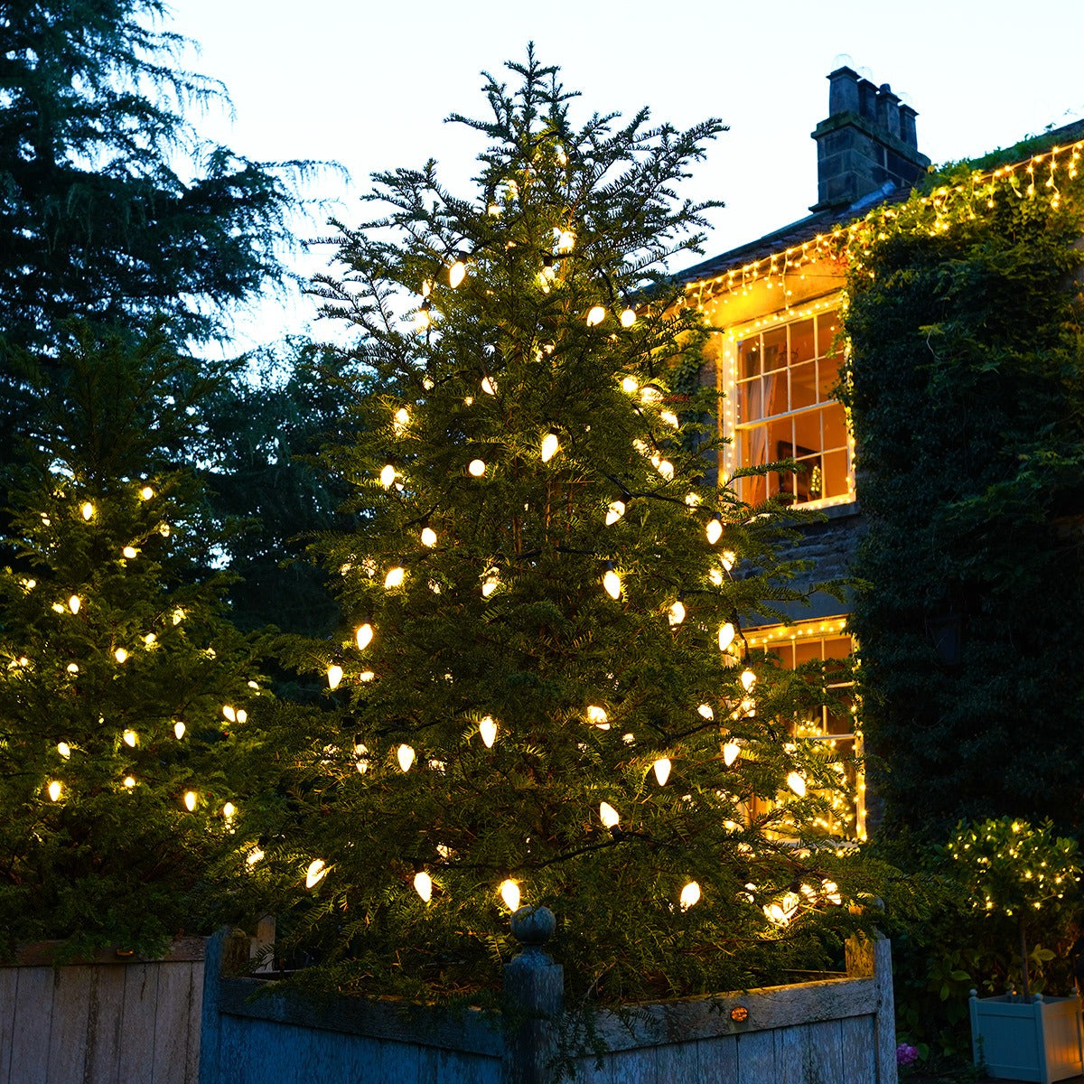 Outdoor Christmas tree lights glowing warmly on a decorated evergreen tree in front of a house at dusk.
