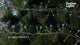800-led-outdoor-christmas-cluster-lights-for-door-frame-5-5m
